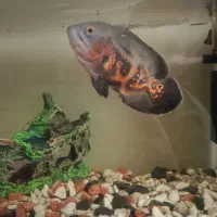 ماهی اسکار۱۵سانت