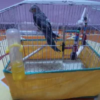 عروس هلندی خاکستری ماده