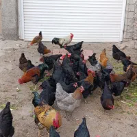 مرغ و خروس