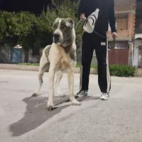 واگذاری سگ آلابای روسی