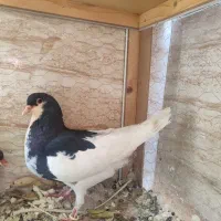 یال سیا ماده و دم سرور نر