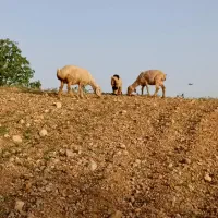 میش دو راس میش داشت و جوان با یک راس بره ماده