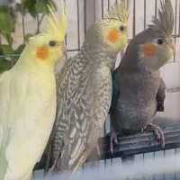 عروس هلندی