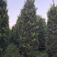 یاس هلندی ریشه پرس