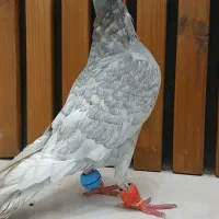 کفتر .موشی سبز . عروس هلندی