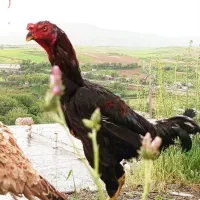خروس لاری مشکی اصیل ۱۱ ماهه تاج بسیار زیبا