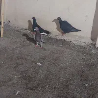 کفتر|پرنده|مشهد, فاطمیه|دیوار