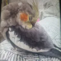 عروس هلندی