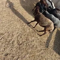 وزن 37کیلو