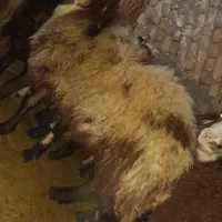 یک عدد بره قوچ پلنگی درجه یک مخسوس داشت