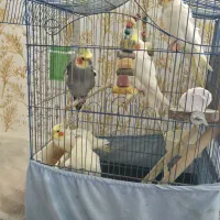 ۵ عروس هلندی نر و ماده سخنگو و ۳ تخم