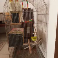 قفس بزرگ
