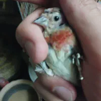 سینه سرخ نر وماده