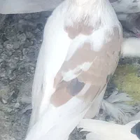 دوکت