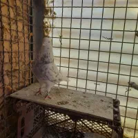 کبوتر مایه
