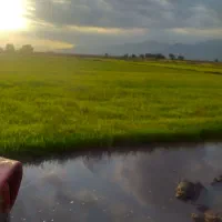 بزر شالی فجر آماده نشا