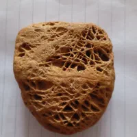 فسیل مرجان چند میلیون ساله
