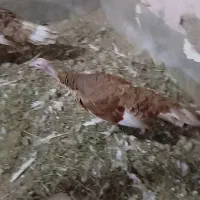 یک عدد بوقلمون ماده