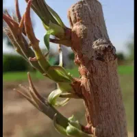پیوند پسته ،هرص،وخدمات گل وگیاه