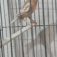 قناری ماده آماده .