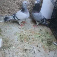 کبوتر