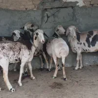 ۳۲ راس گوسفند پلنگی بروجردی اصیل جوان