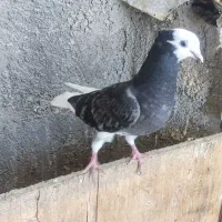 کفترکبوتر