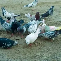 فروش ۲۲ عدد کبوتر پرش سنگین