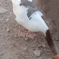غاز