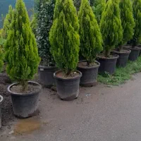 کامیس نوکدار جعبه ۴۲