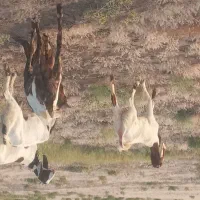 بز بزقاله پاکستانی
