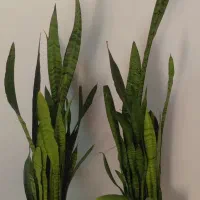 گل سرحال و زیبای سانسوریا