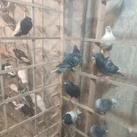 کفتر بوم