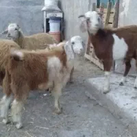 بزغاله نر