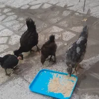 پرنده