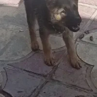 سگ ژرمن