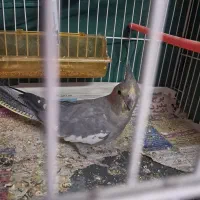عروس هلندی ماده اماده