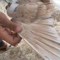 چپ کاکلی.  پرنده ها کرمان هستن