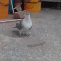ماده پلاس