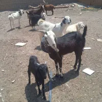 گوسفند