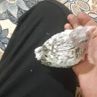 جوجه گوشتی عروس هلندی