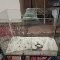 آکواریوم ماهی
