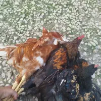 زنده و کشتار کرده تازه