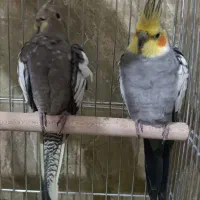عروس هلندی مولد