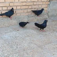 دوجفت آبادانی