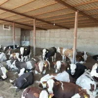 گوساله های عروسک راازماتهیه کنید