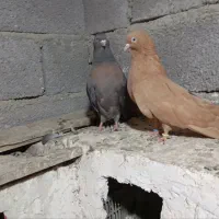کبوتر سرور
