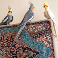 عروس هلندی طوطی