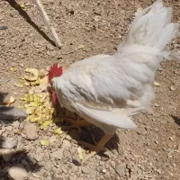 خروس