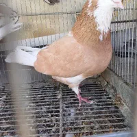 شازده زرد دهنخورده